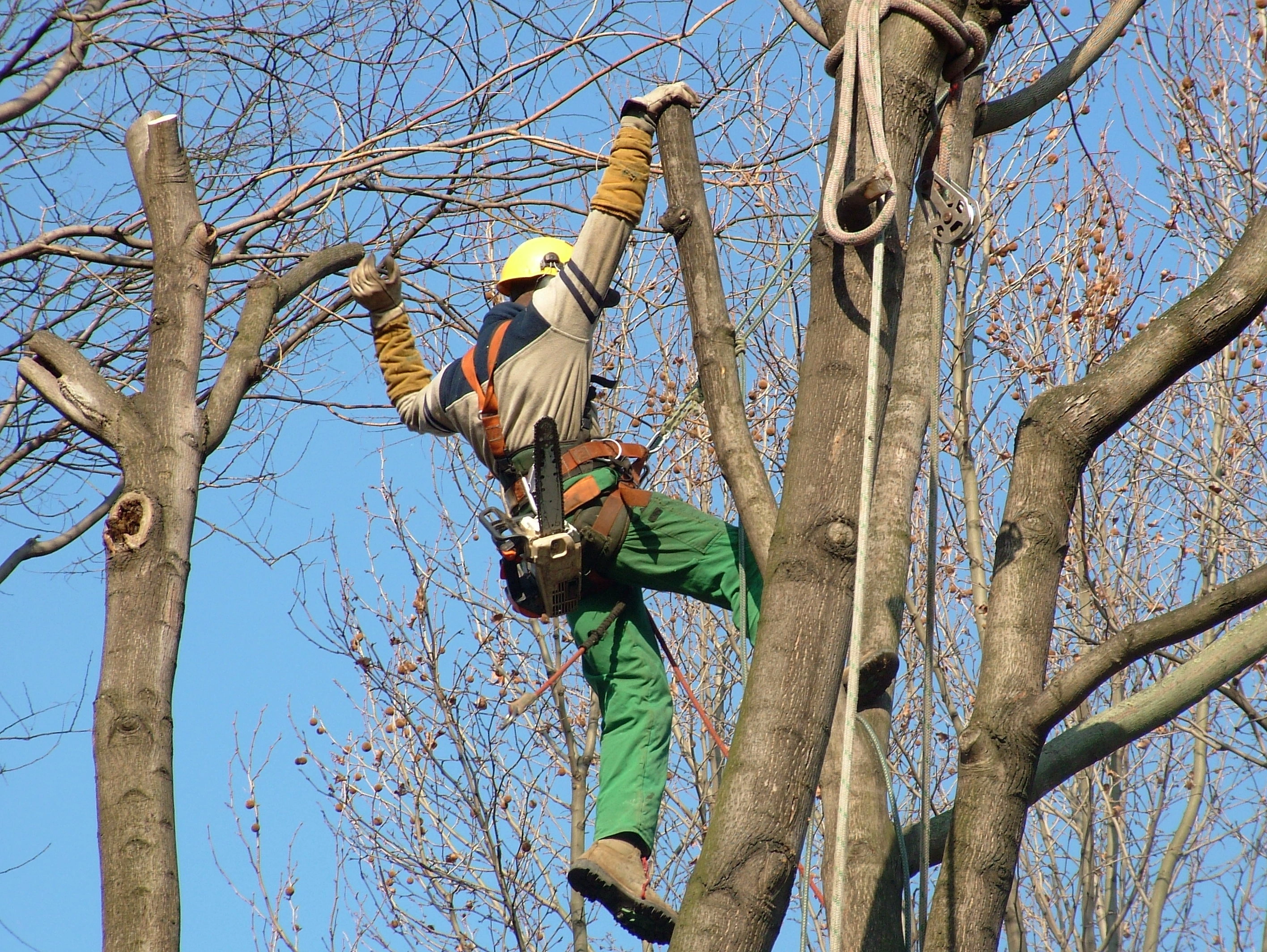 Quand et comment élaguer vos arbres à Royan
