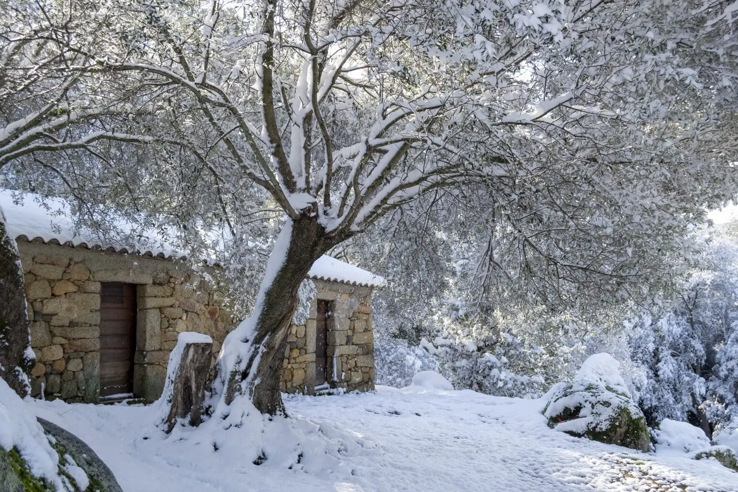 Pourquoi l’hiver est une période idéale pour l’élagage ?