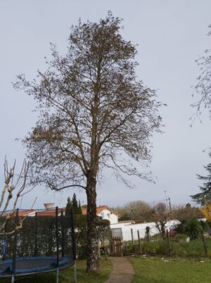 arbre
