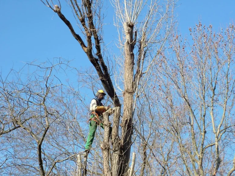 Quand et comment élaguer vos arbres à Royan ?