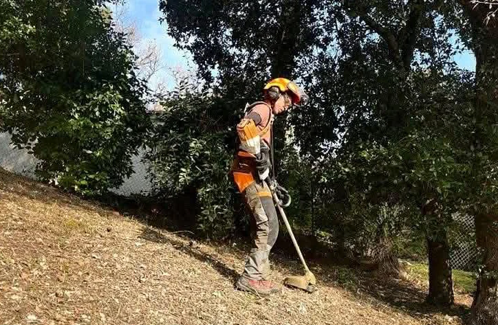 Rognage et déssouchage