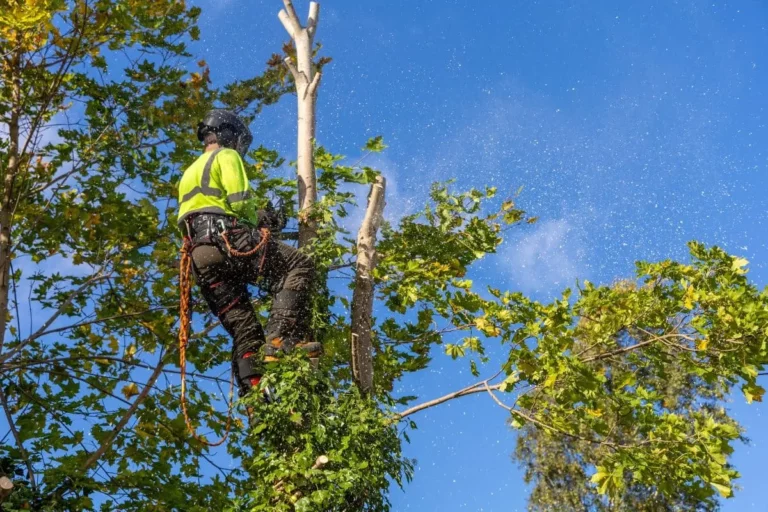 Bien élaguer : erreurs communes et meilleures pratiques