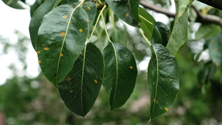 Identifier et traiter les maladies des arbres de manière professionnelle