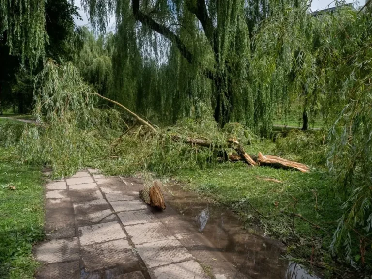 Après une tempête à Royan ou La Tremblade : élaguer ou abattre les arbres endommagés