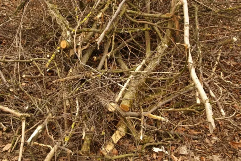 Brûler ses déchets verts en Charente-Maritime : ce que dit la loi en 2027
