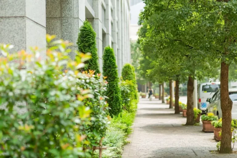 Élagueur à Saintes : quand et comment intervenir sur les arbres urbains